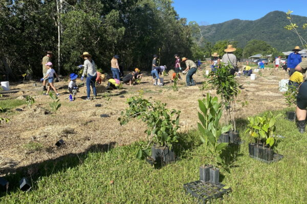 Tropical tree day volunteers plant 1100 trees