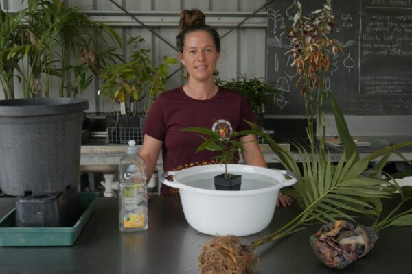Sylvia demonstrating how to quarantine a pot plant by water bath